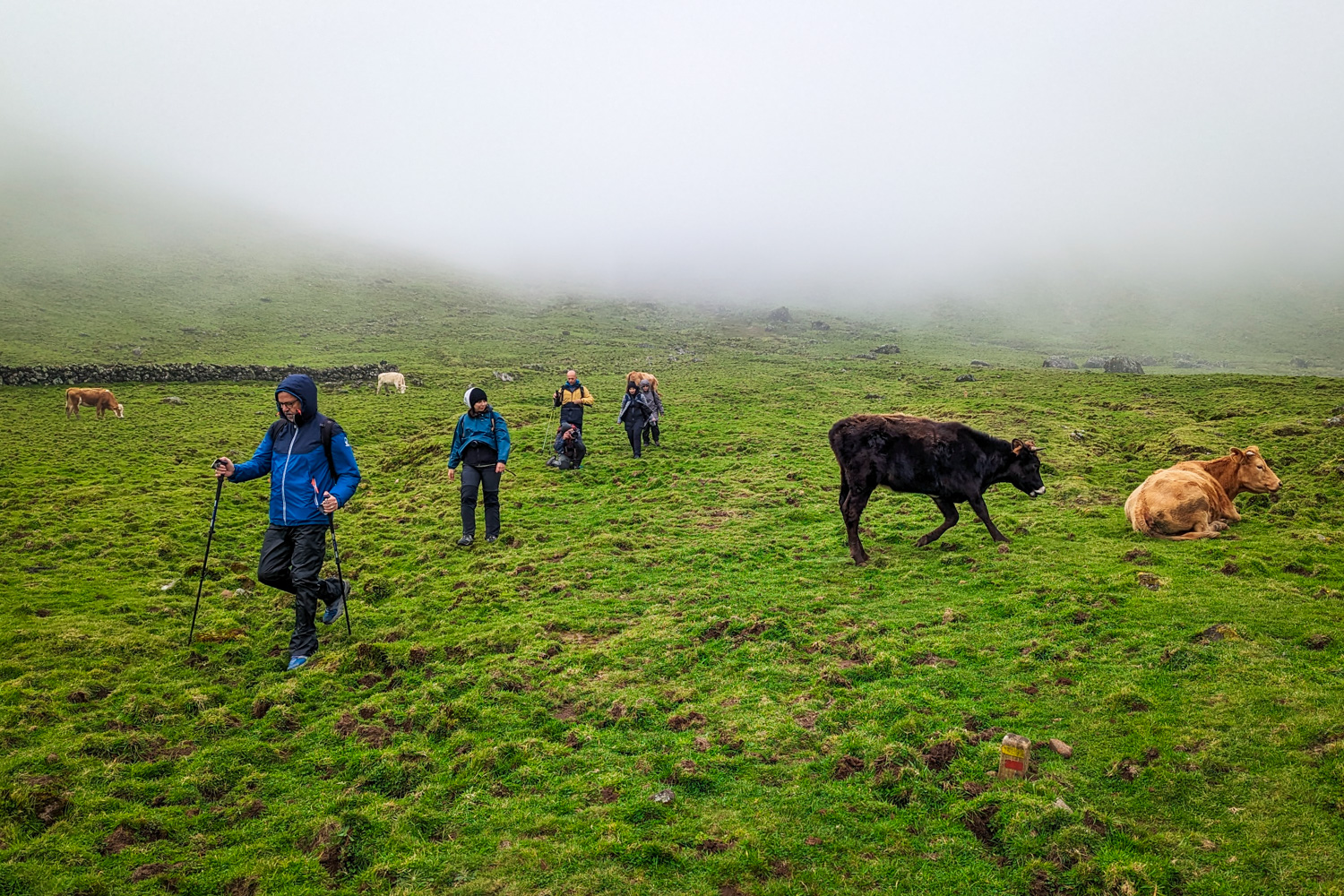 Açores (Flores e Corvo) – O Oásis do Atlântico