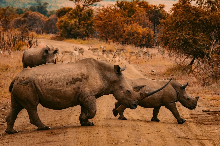 África do Sul – Berço da Humanidade