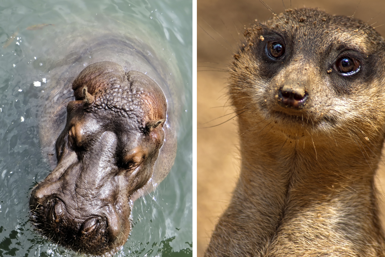 África do Sul – Berço da Humanidade
