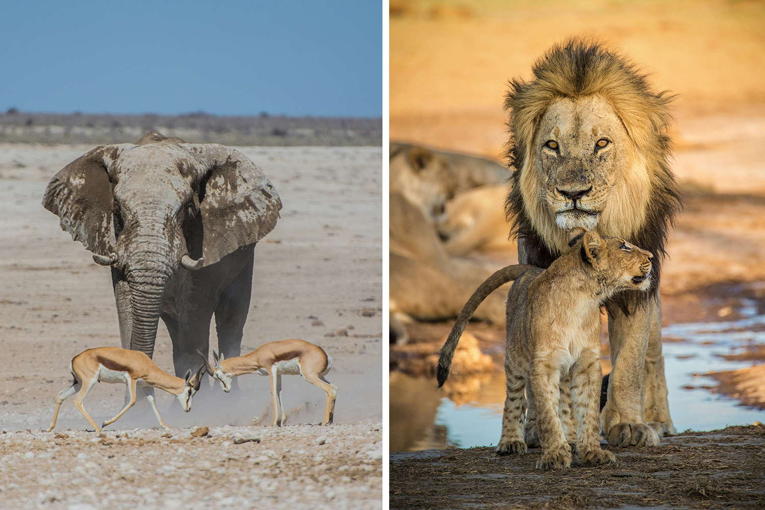 Namíbia e Botsuana – Selvagem, Autêntica e Indomável