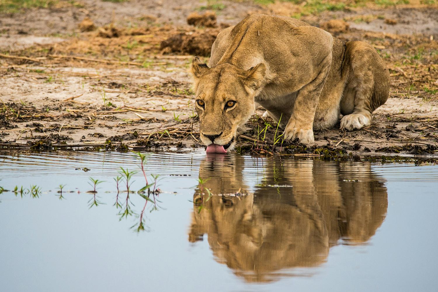 Namíbia e Botsuana – Selvagem, Autêntica e Indomável